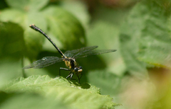 Octogomphus specularis