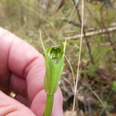 Pterostylis foliata