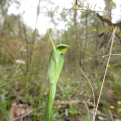 Pterostylis foliata