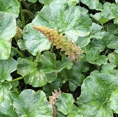 Gunnera perpensa