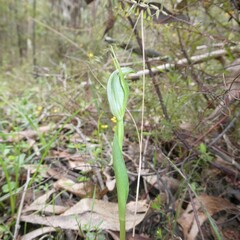 Pterostylis foliata