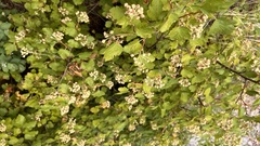 Physocarpus