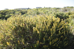 Tetragonia fruticosa