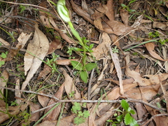 Pterostylis foliata