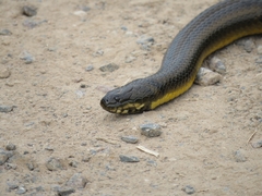 Helicops infrataeniatus