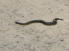 Helicops infrataeniatus