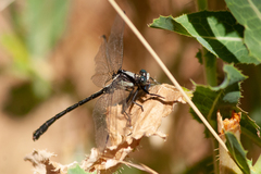 Octogomphus specularis