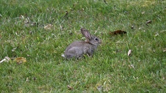 Oryctolagus cuniculus cuniculus