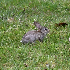 Oryctolagus cuniculus cuniculus