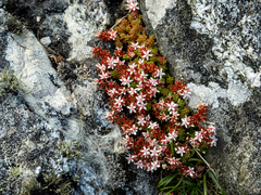 Sedum anglicum