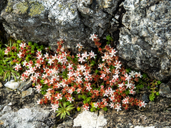 Sedum anglicum