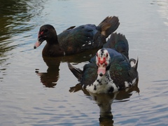 Cairina moschata domestica