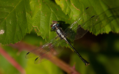 Octogomphus specularis