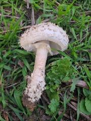 Saproamanita vittadinii