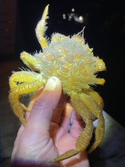 Telmessus cheiragonus