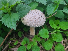 Saproamanita vittadinii