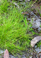 Schoenus maschalinus