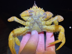 Telmessus cheiragonus