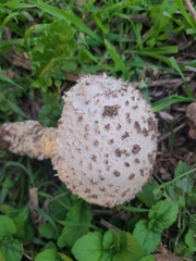 Saproamanita vittadinii