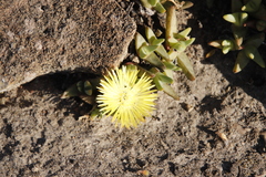 Cheiridopsis rostrata