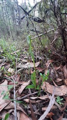 Pterostylis foliata