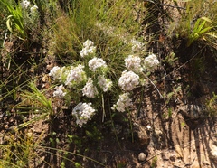 Diosma hirsuta