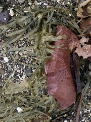 Chondracanthus exasperatus