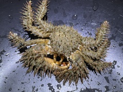 Hapalogaster mertensii