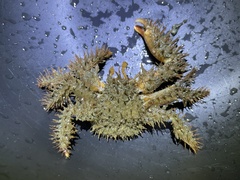 Hapalogaster mertensii