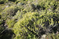 Senecio sarcoides