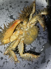 Hapalogaster mertensii