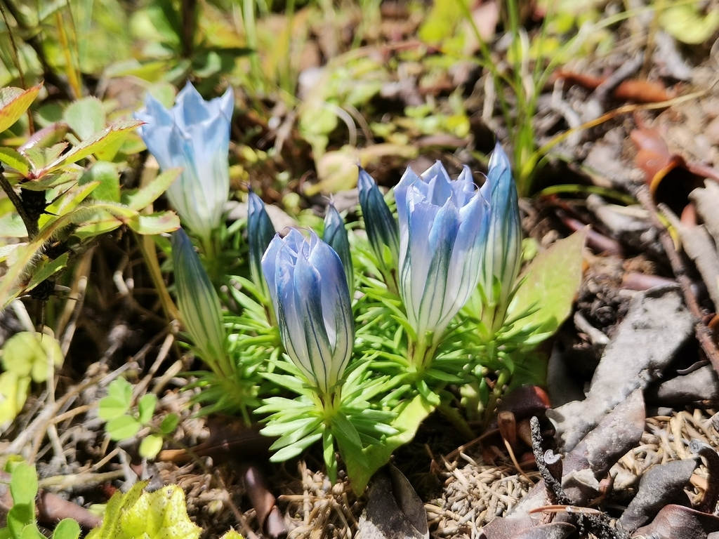 Gentiana arethusae