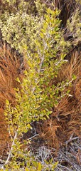 Coprosma ×cunninghamii