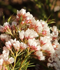 Diosma hirsuta