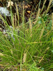 Carex appressa