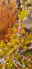 Coprosma ×cunninghamii