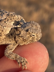 Phrynosoma platyrhinos