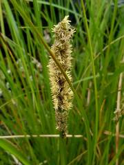Carex appressa
