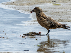 Stercorarius skua