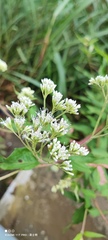 Eupatorium formosanum