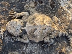 Phrynosoma platyrhinos