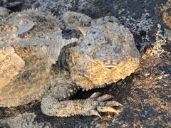 Phrynosoma platyrhinos