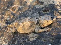 Phrynosoma platyrhinos