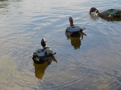 Cairina moschata domestica
