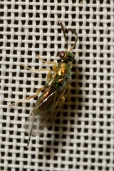 Torymidae