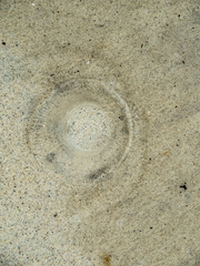 Aequorea forskalea