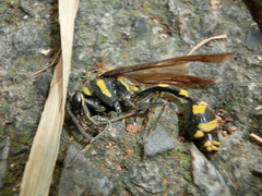 Phimenes flavopictus