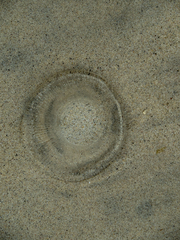 Aequorea forskalea
