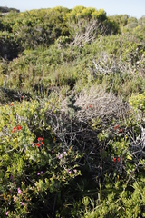 Pelargonium fulgidum