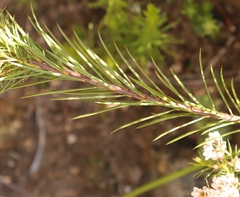 Diosma hirsuta